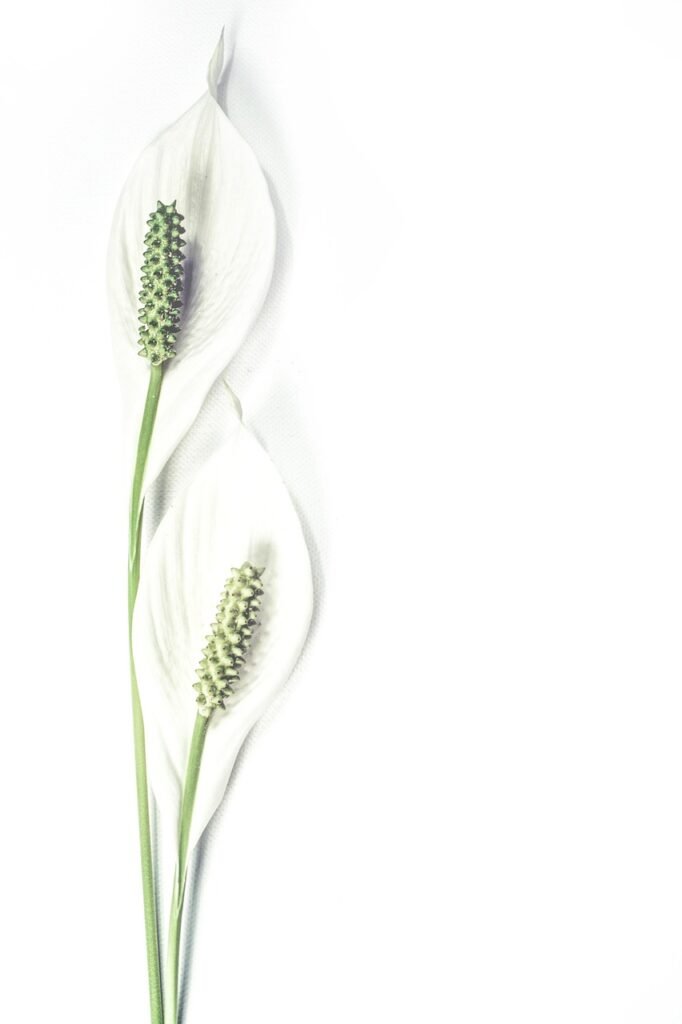 lilies, flowers, white, bloom, pair, flower background, blossom, flora, botanical, minimalistic, flower wallpaper, beautiful flowers, natural, nature, plants